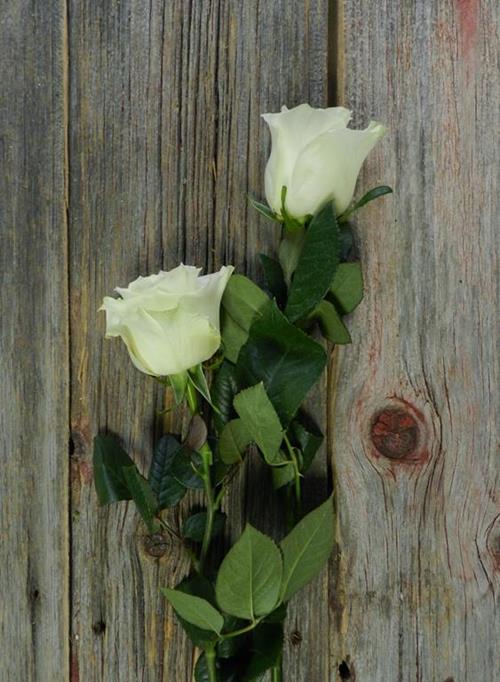 MONDIAL  WHITE ROSE WITH GREENISH CAST ON OUTER PETALS